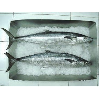 Замороженная скумбрия атлантическая King Fish